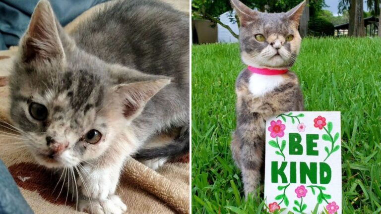 willow the stray kitten almost put down