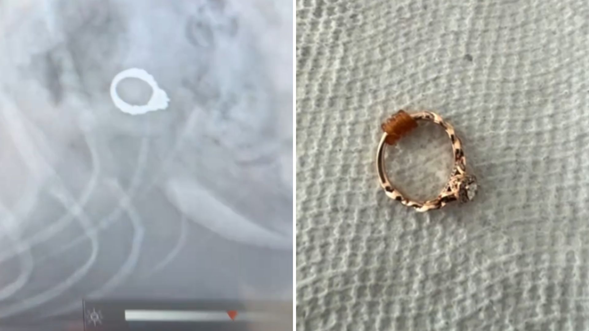 dog swallows owners engagement ring