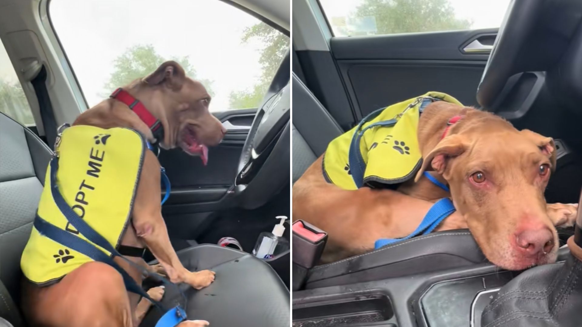 volunteer takes shelter dog for a day out