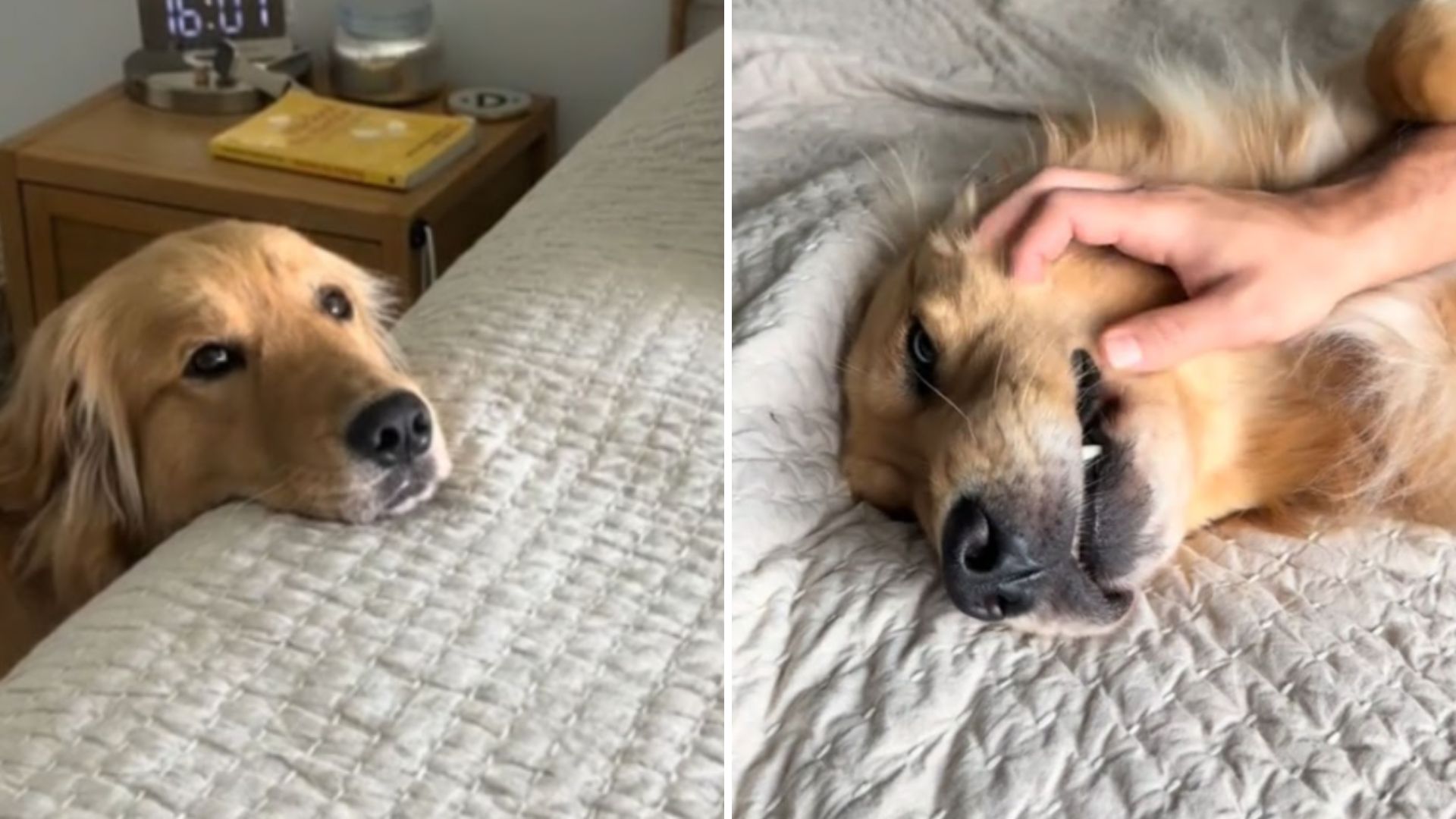 woman checks on her dog on camera