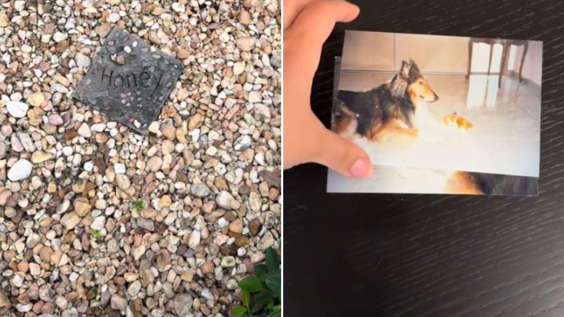 woman finds dog grave in her backyard