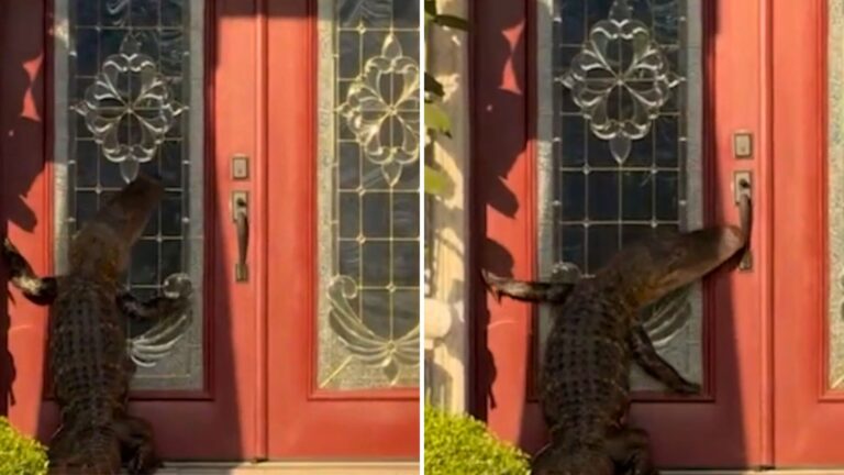 The alligator is trying to open the door