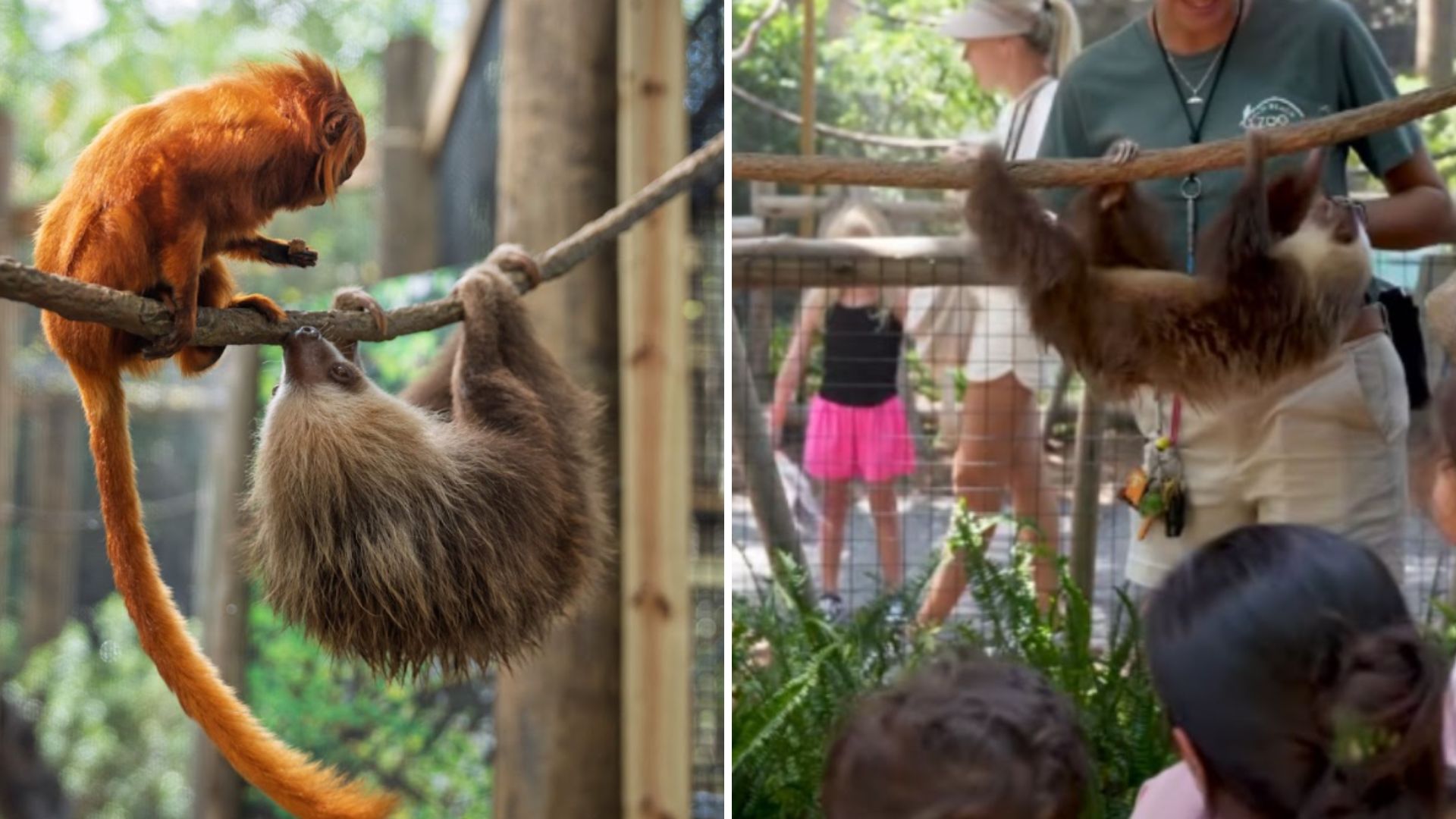 tamarins and sloths become roommates