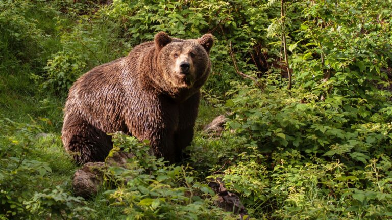 floridas first bear hunt in a decade