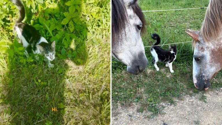 Formerly Wild Utah Mustangs See A Kitten