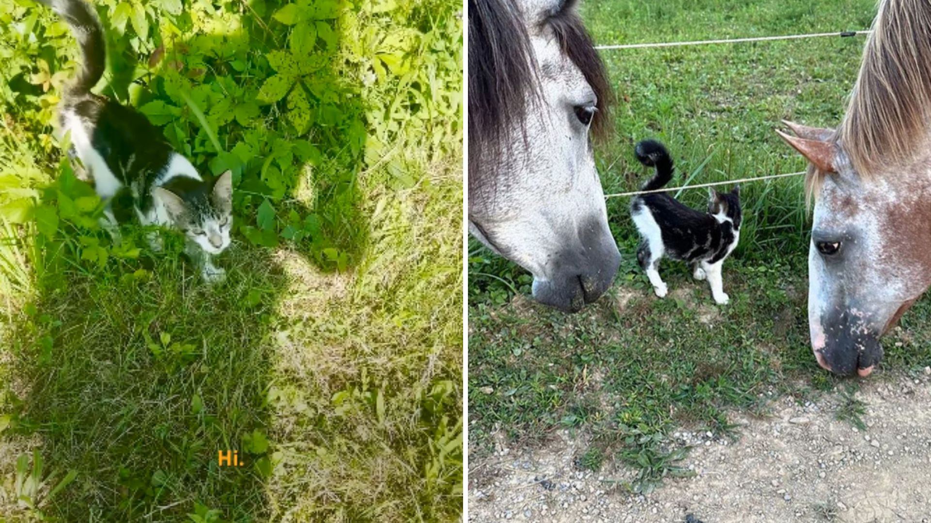 Formerly Wild Utah Mustangs See A Kitten