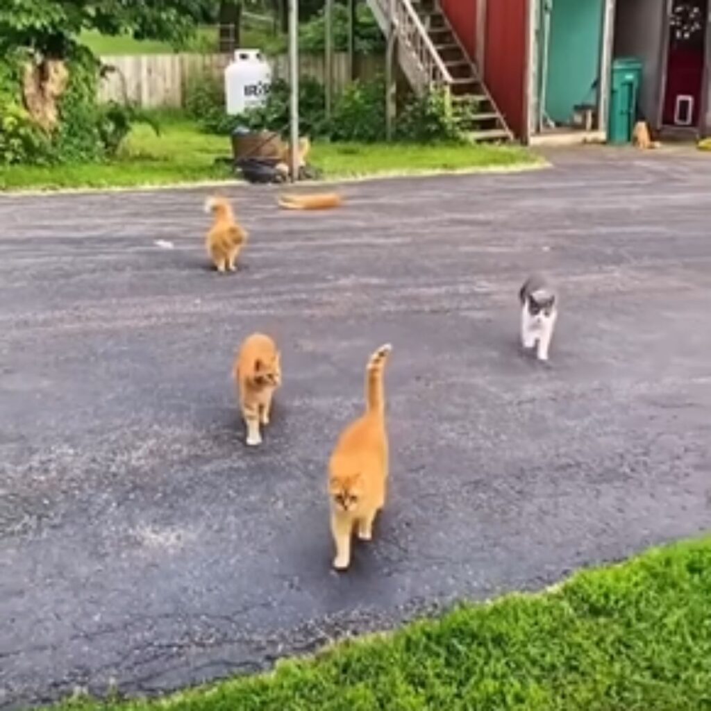 Four cats are crossing the road