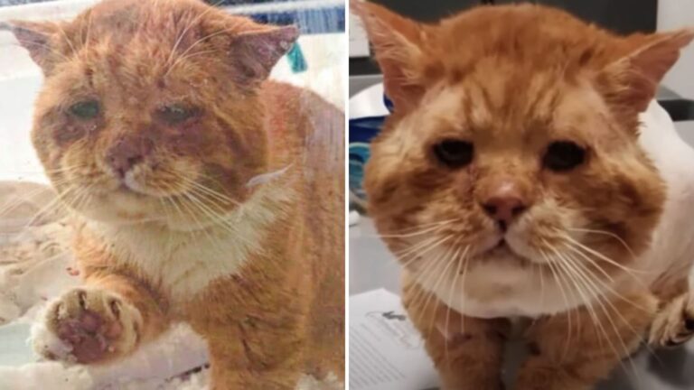 aslan freezing cat begs