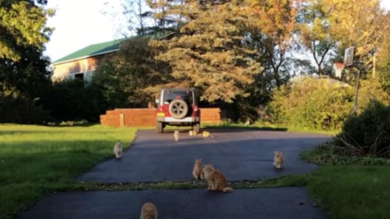 Emily Dylan and feral cats
