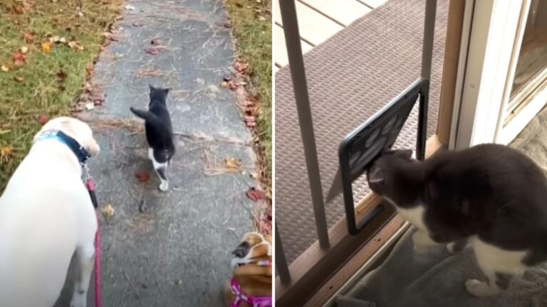 Georgia Family Gives Their Dog His Own Door After Persistent Visitor Keeps Showing Up