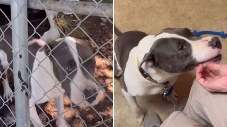 rescued dog from a cage