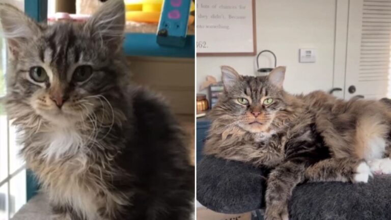 cat before and after