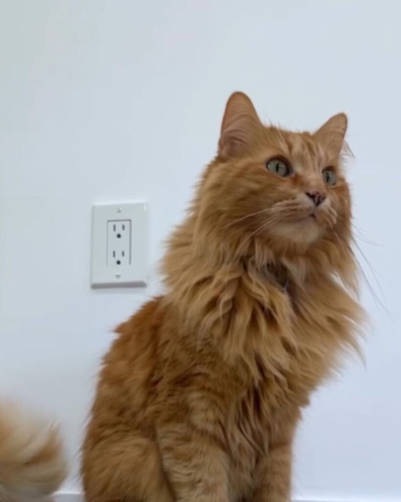 Ginger cat is sitting