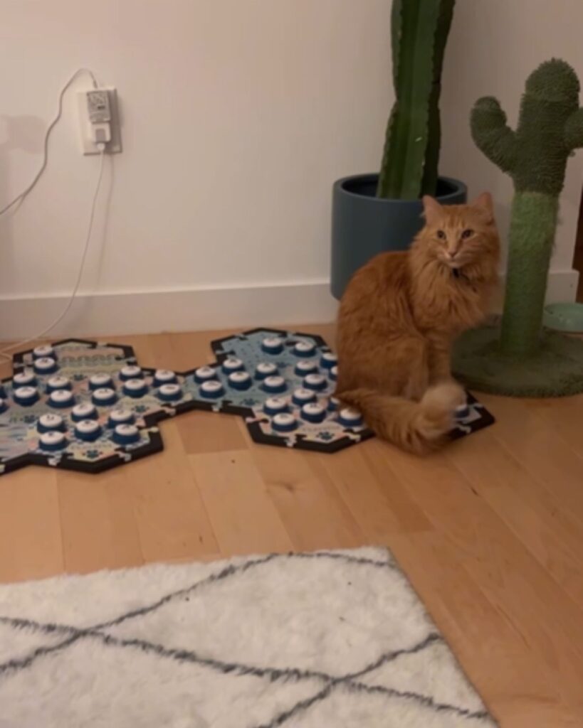 Ginger cat sitting next to the keys