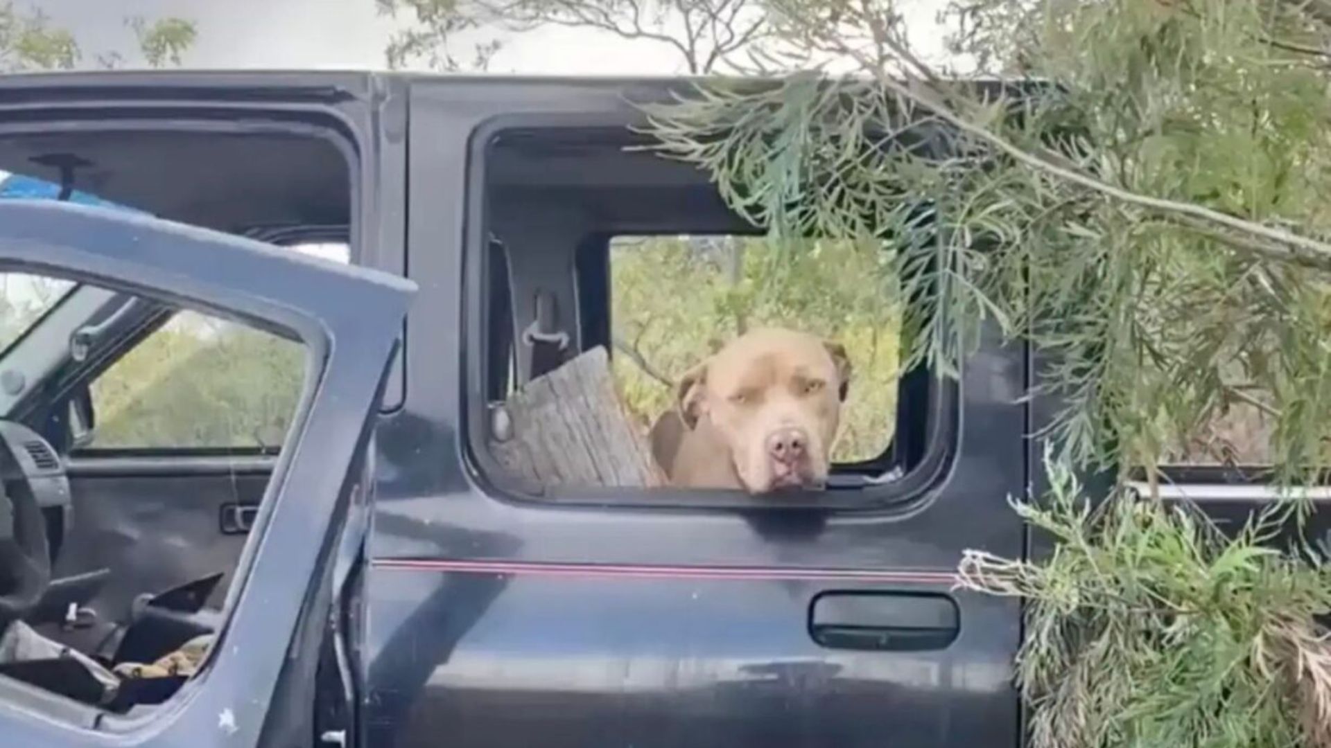 dog found in abandoned truck at junkyard