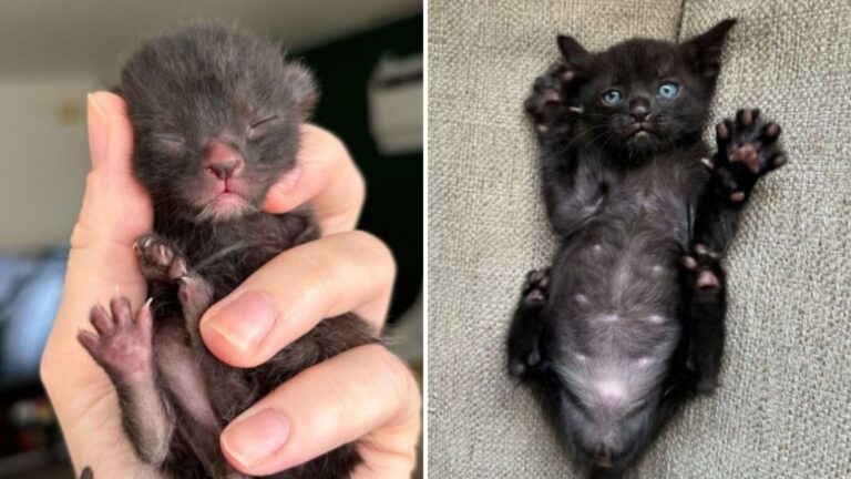 kitten mistakenly rescued