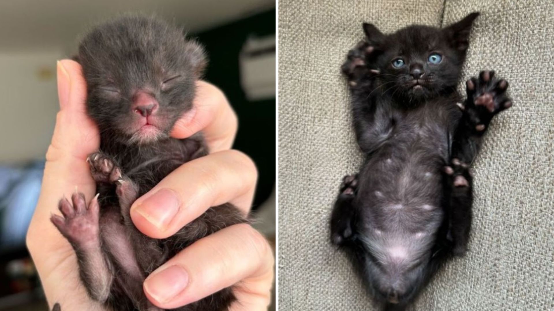 kitten mistakenly rescued