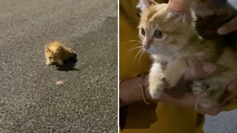 disabled kitten begs for help