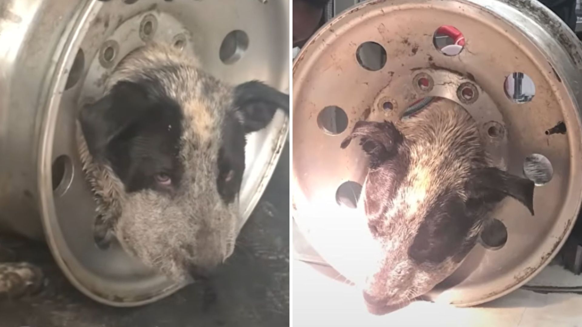 Helpless Dog Found Near Texas Rodeo