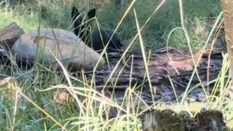 hiker reunites lost dog with owner