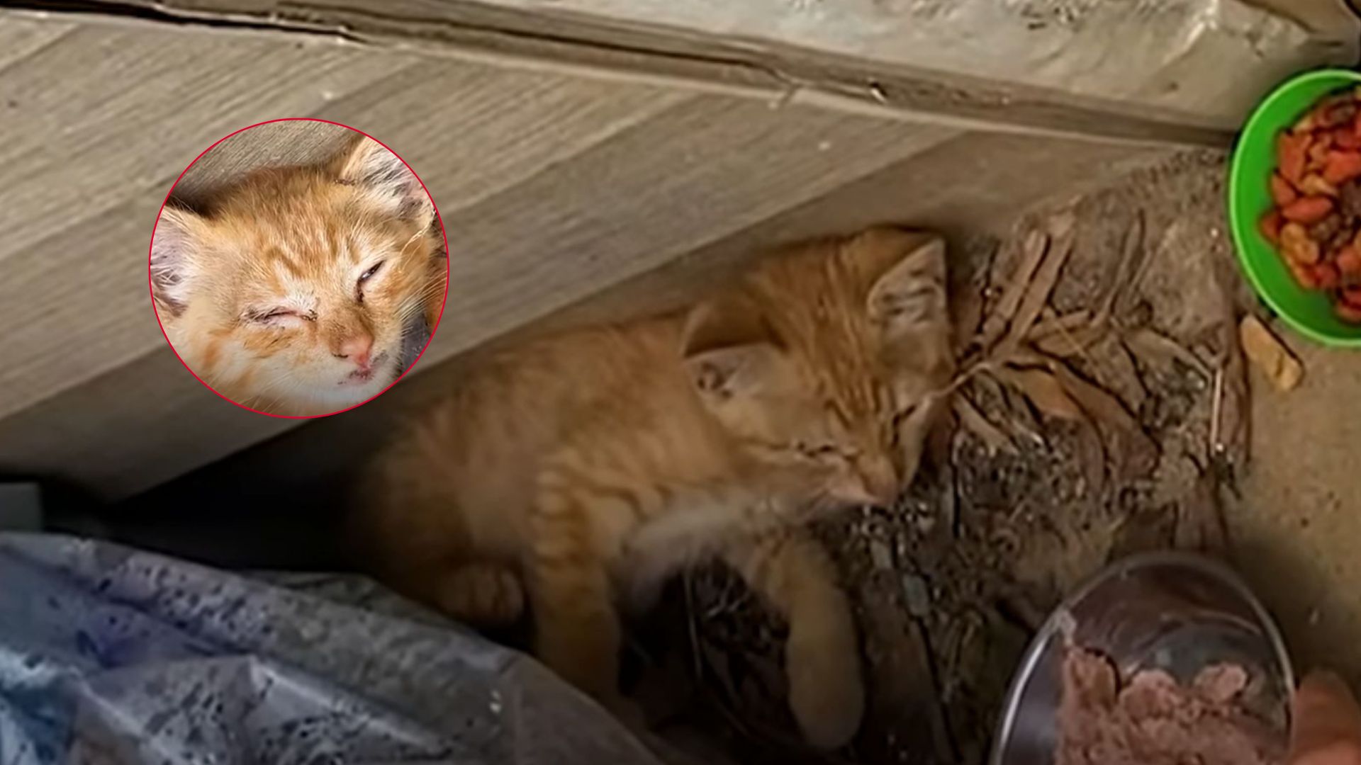 homeowner discovers tiny kitten