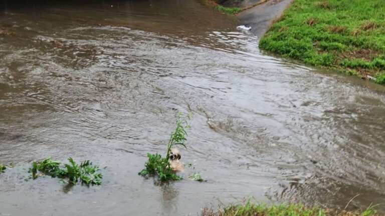 Houston Resident Spots Terrified Little Dog Clinging Desperately