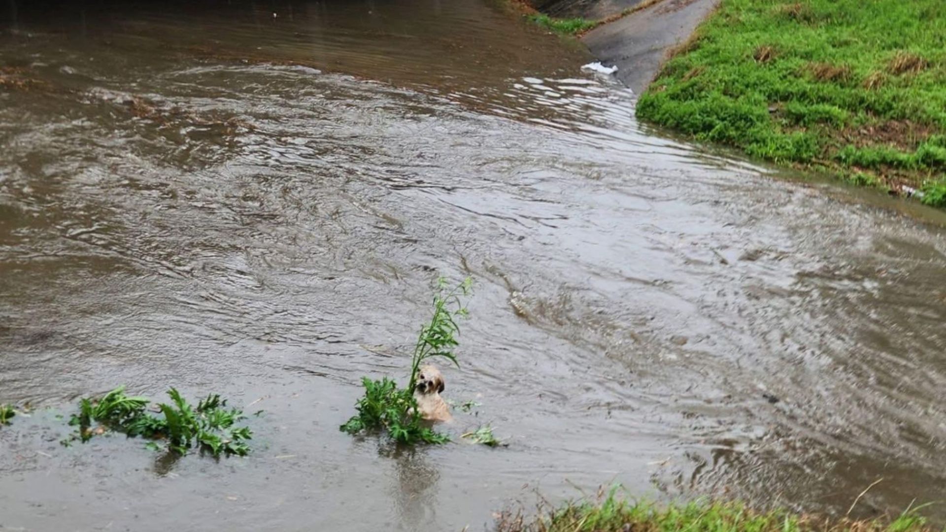 Houston Resident Spots Terrified Little Dog Clinging Desperately