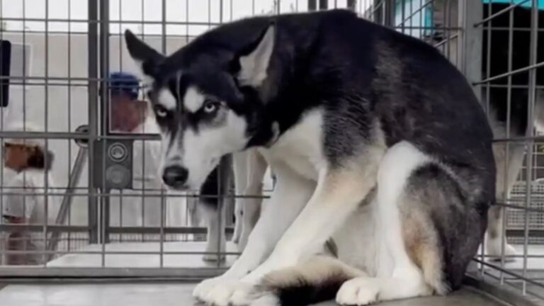 Husky Shakes With Fear In La Shelter