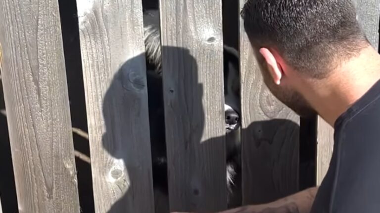 The dog sees a man through a tree