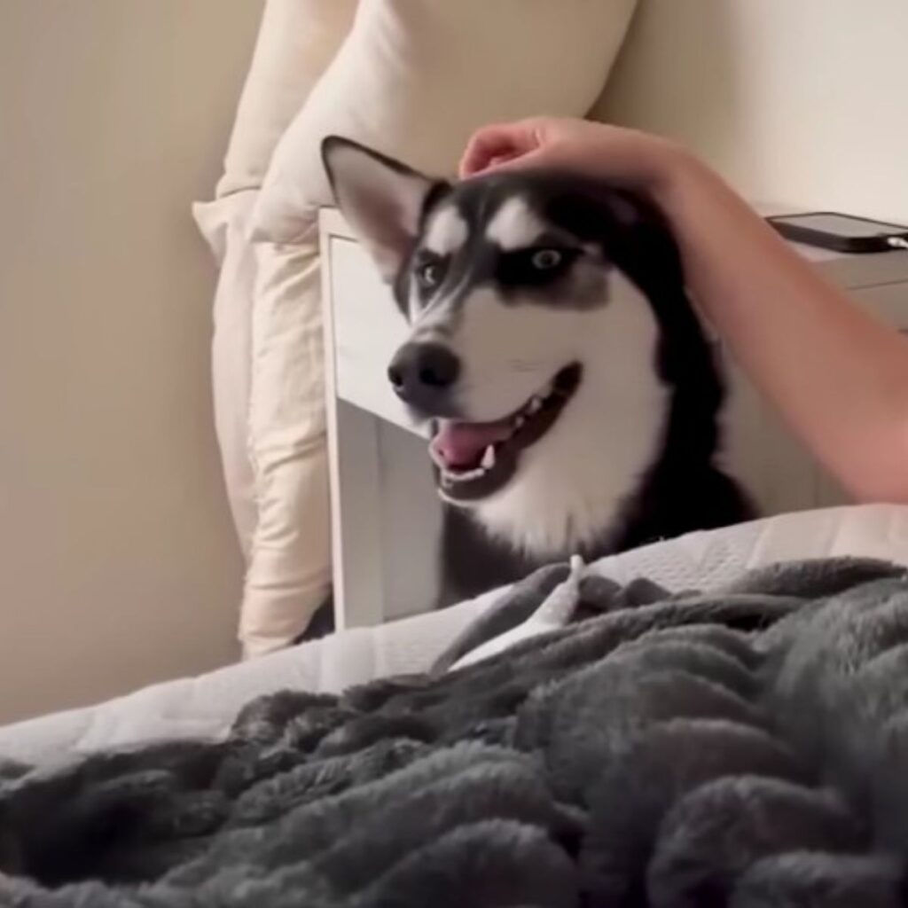 Husky sitting next to the bed, girl petting him