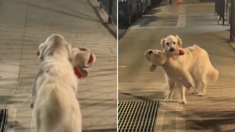 hysteric golden retriever