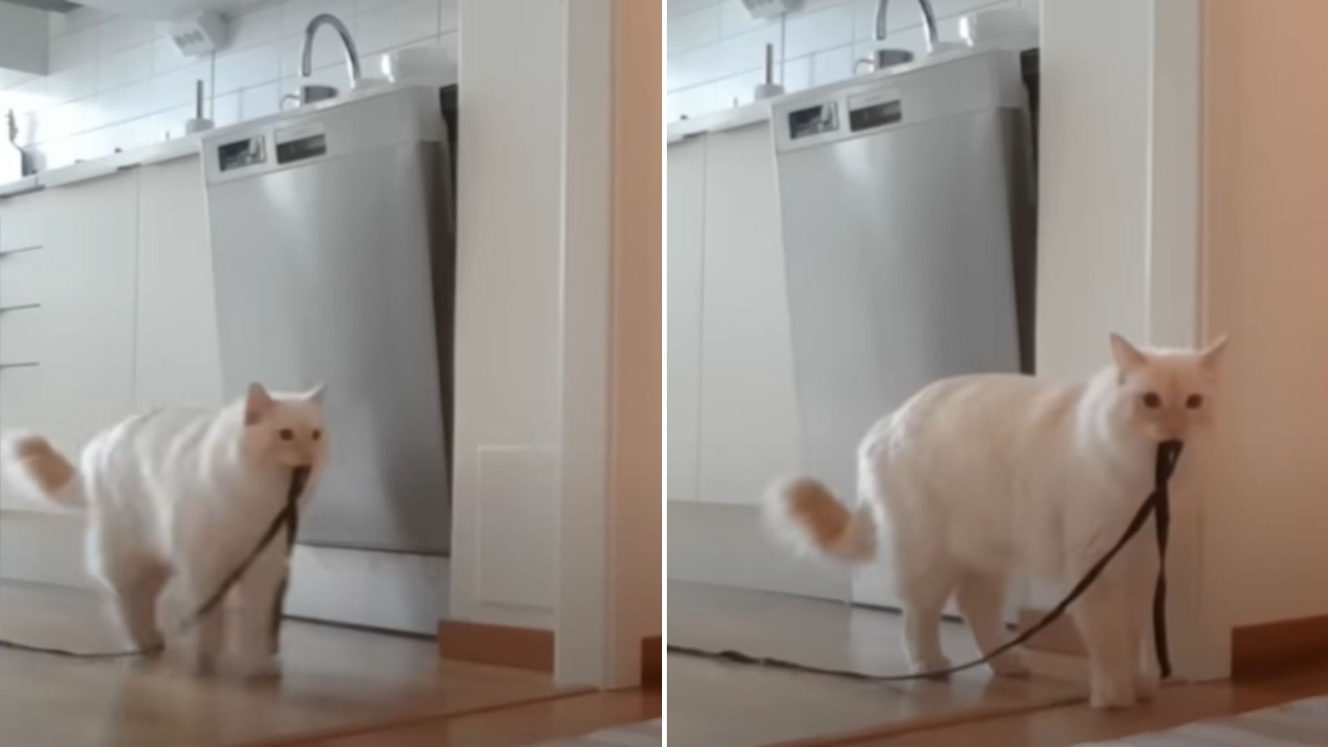 A white cat walks with a rope in its mouth