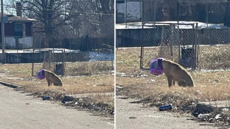 a dog with a purple bottle on its head