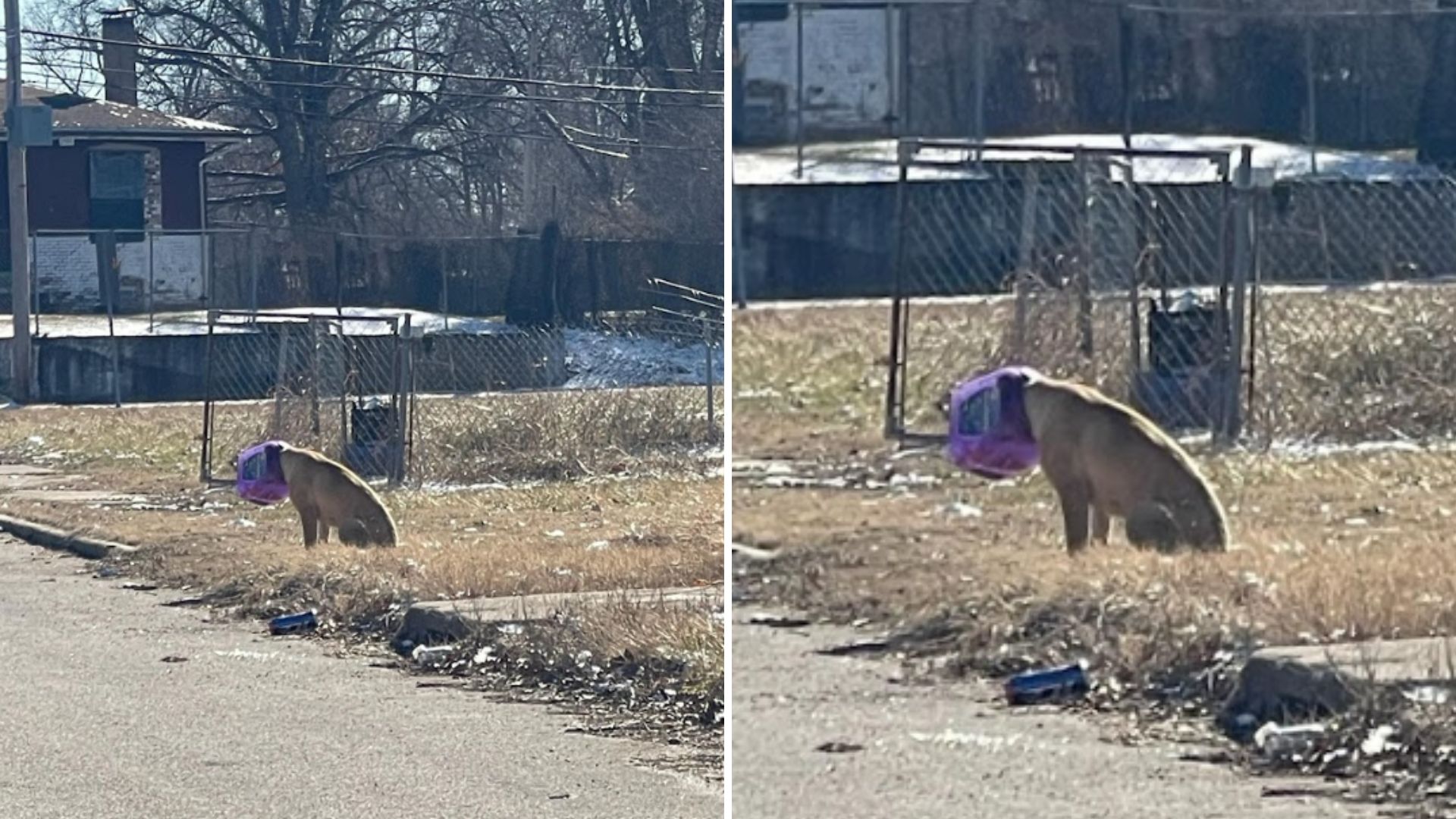 a dog with a purple bottle on its head