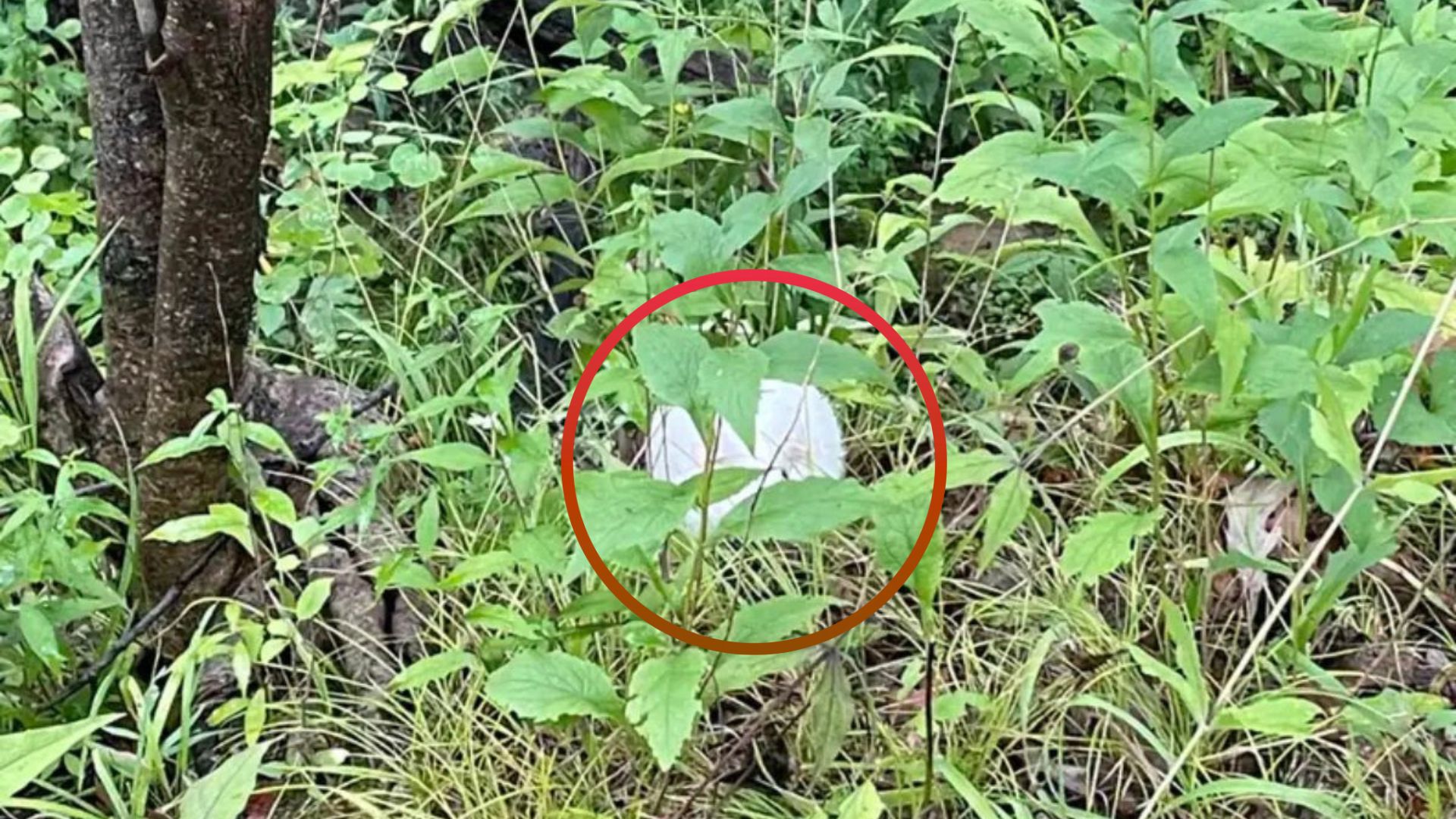 quinn the guinea pig