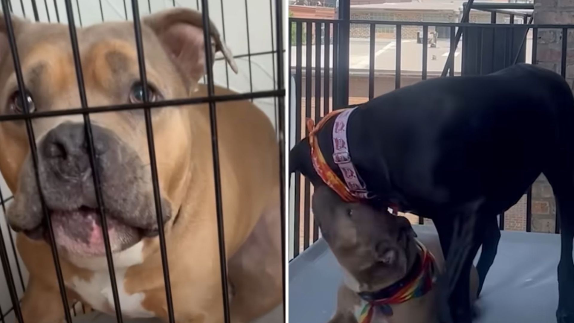 scared shelter dog meets a friend