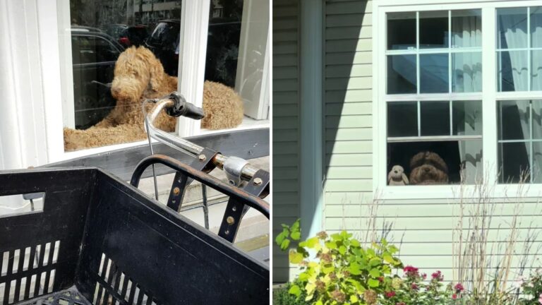 woman sees her goldendoodle with surprise guest