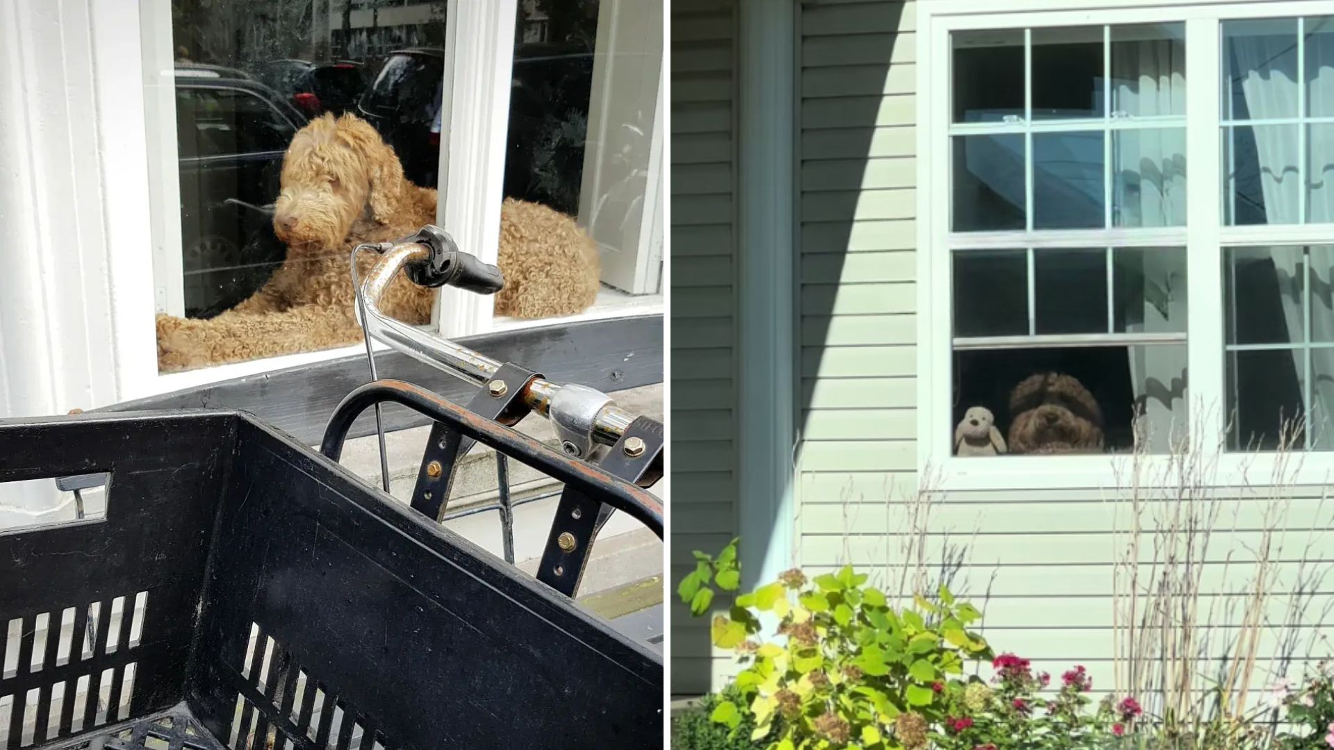 woman sees her goldendoodle with surprise guest