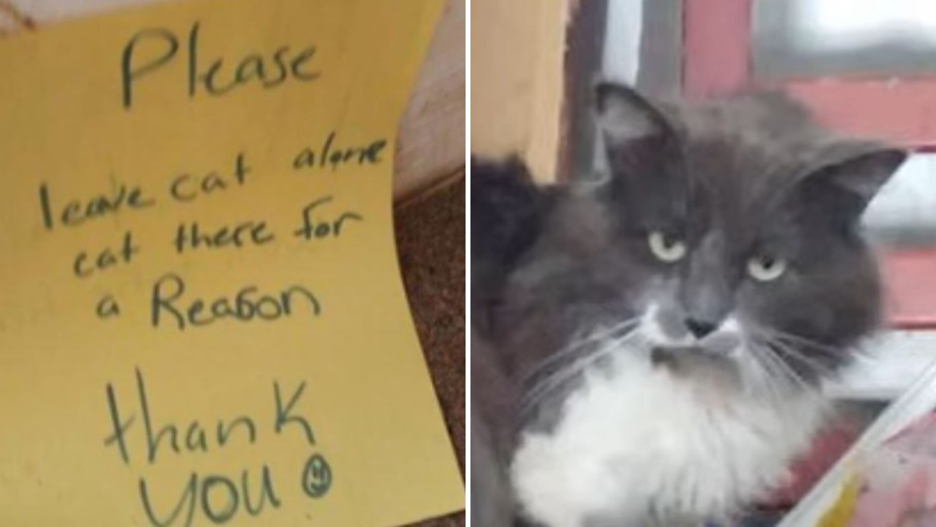 view of a gray-white cat and a message