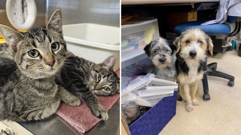 shelters becoming overcrowded