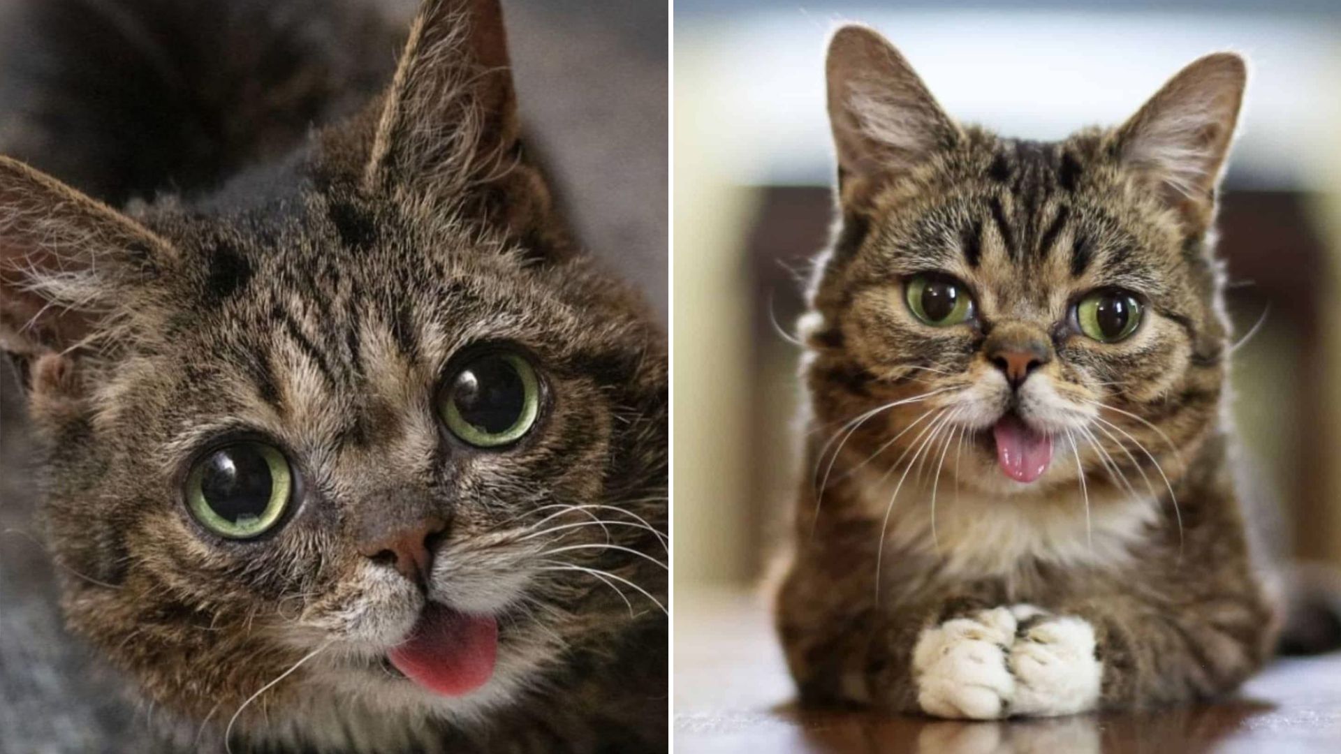 man saves unusual kitten