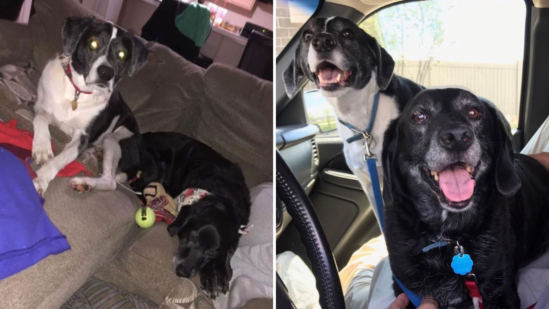 man plans to put down his dogs for shocking reason