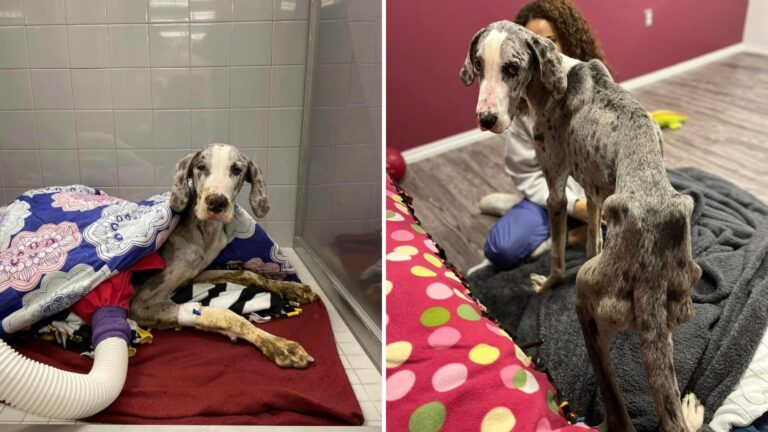 starving great dane puppy gets second chance