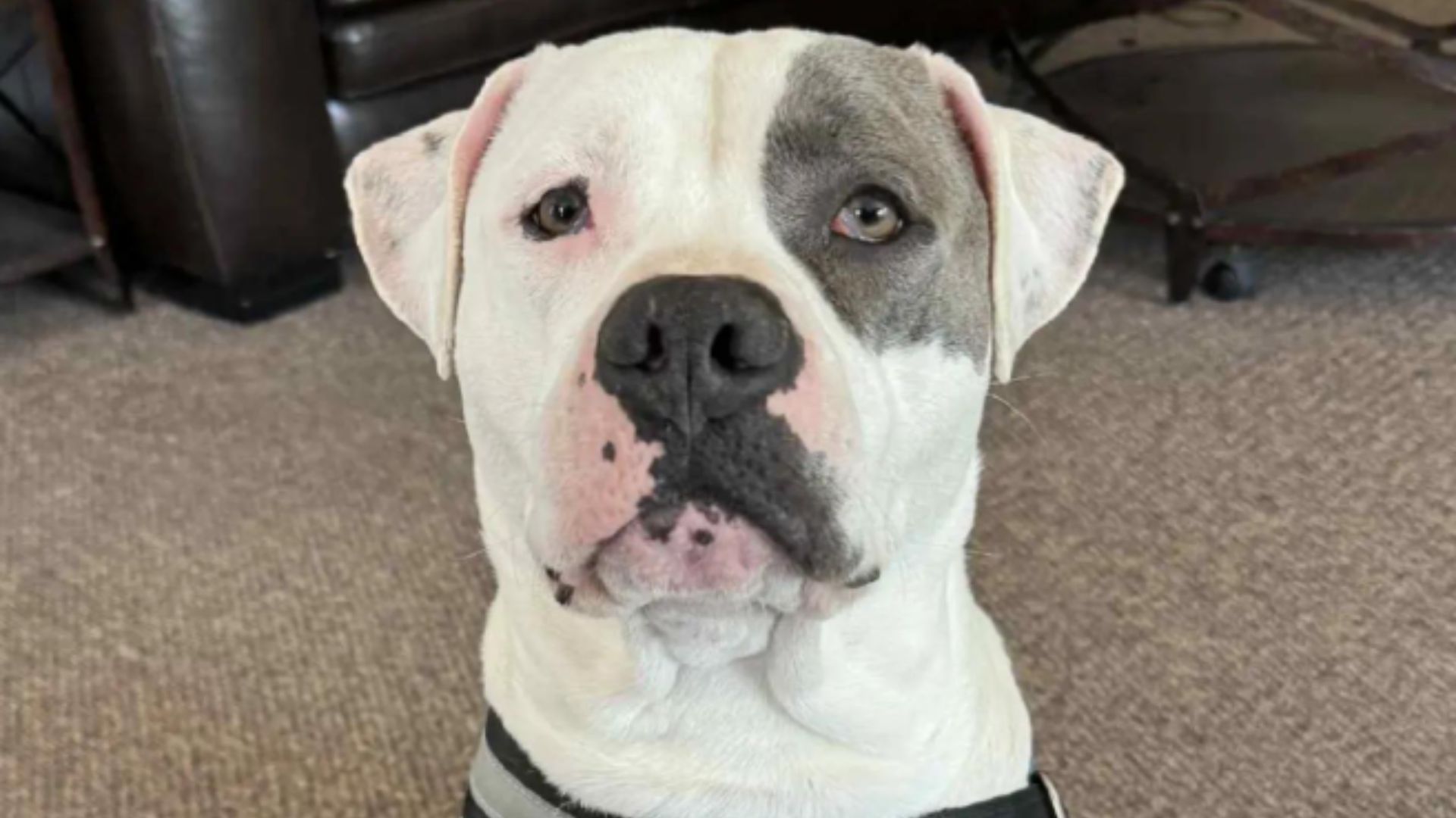 rescue dogs daily hustle while home alone