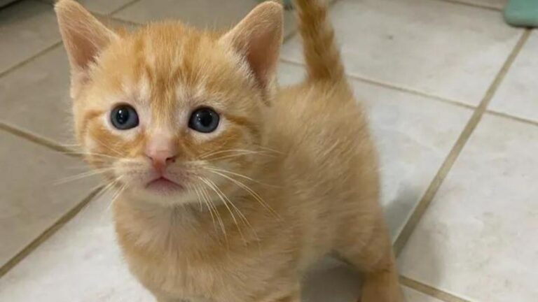 Woman Cleaning Empty Home Finds Heartbreaking Scene