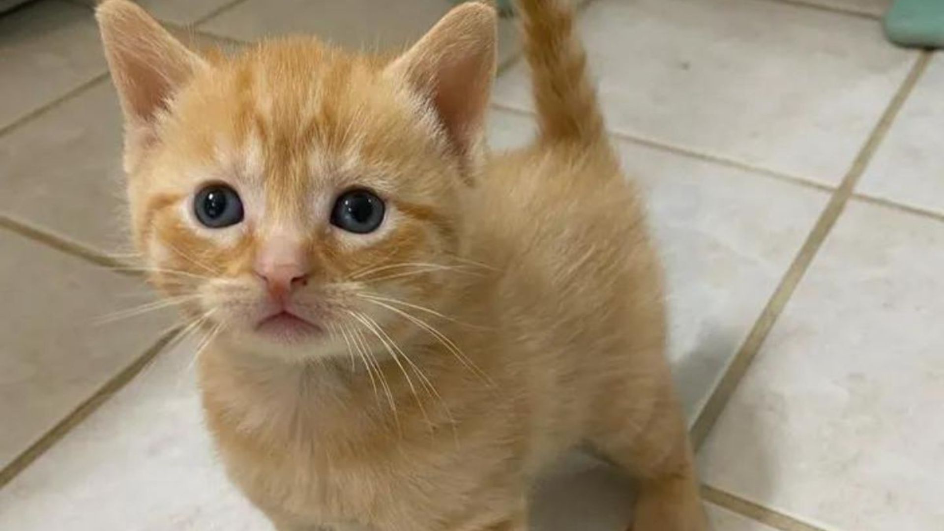 Woman Cleaning Empty Home Finds Heartbreaking Scene