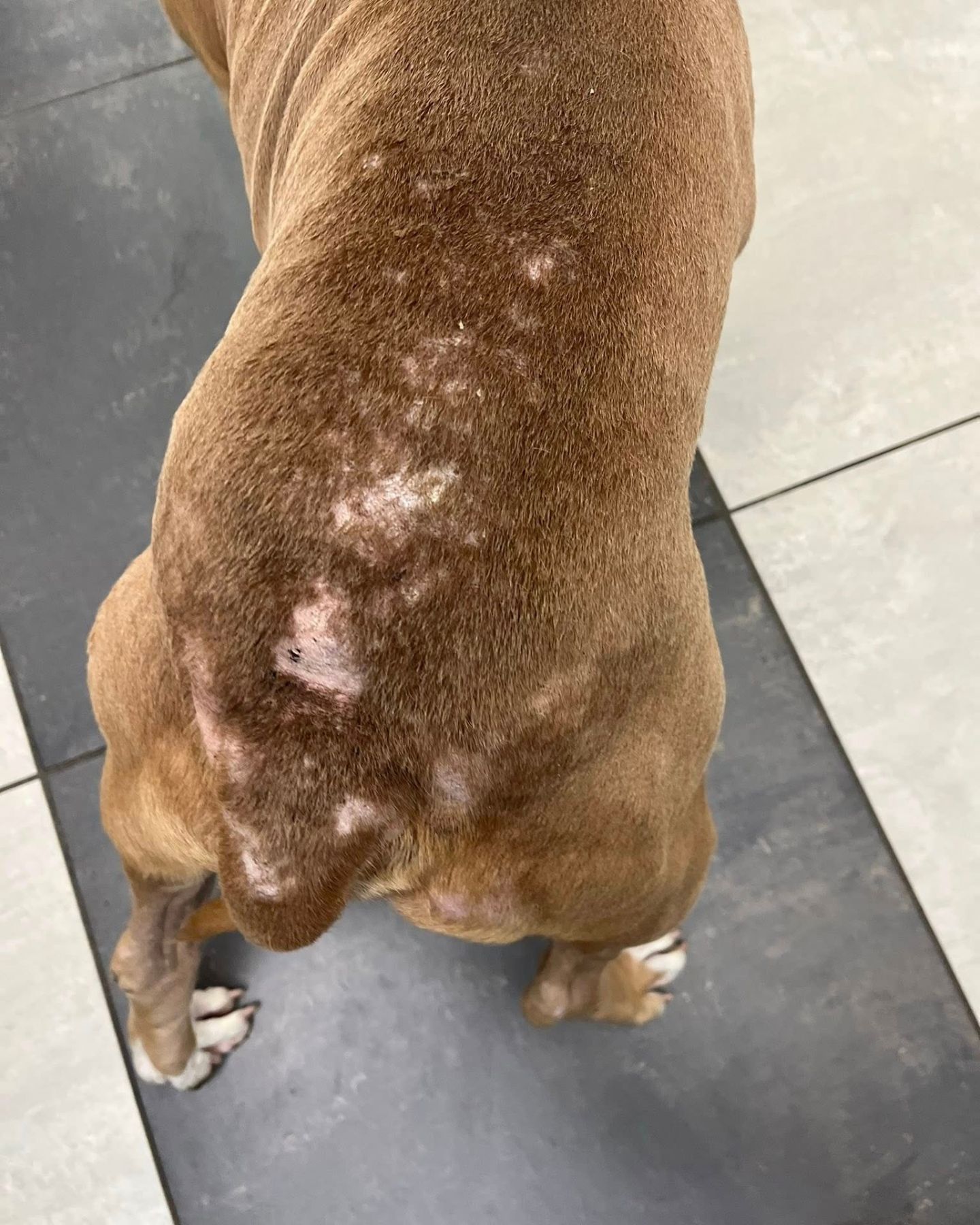 Injuries from a neglected pup