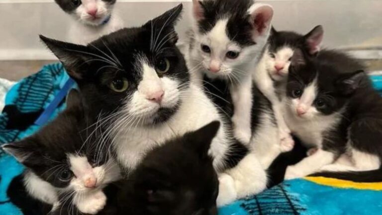 black and white cat with kittens