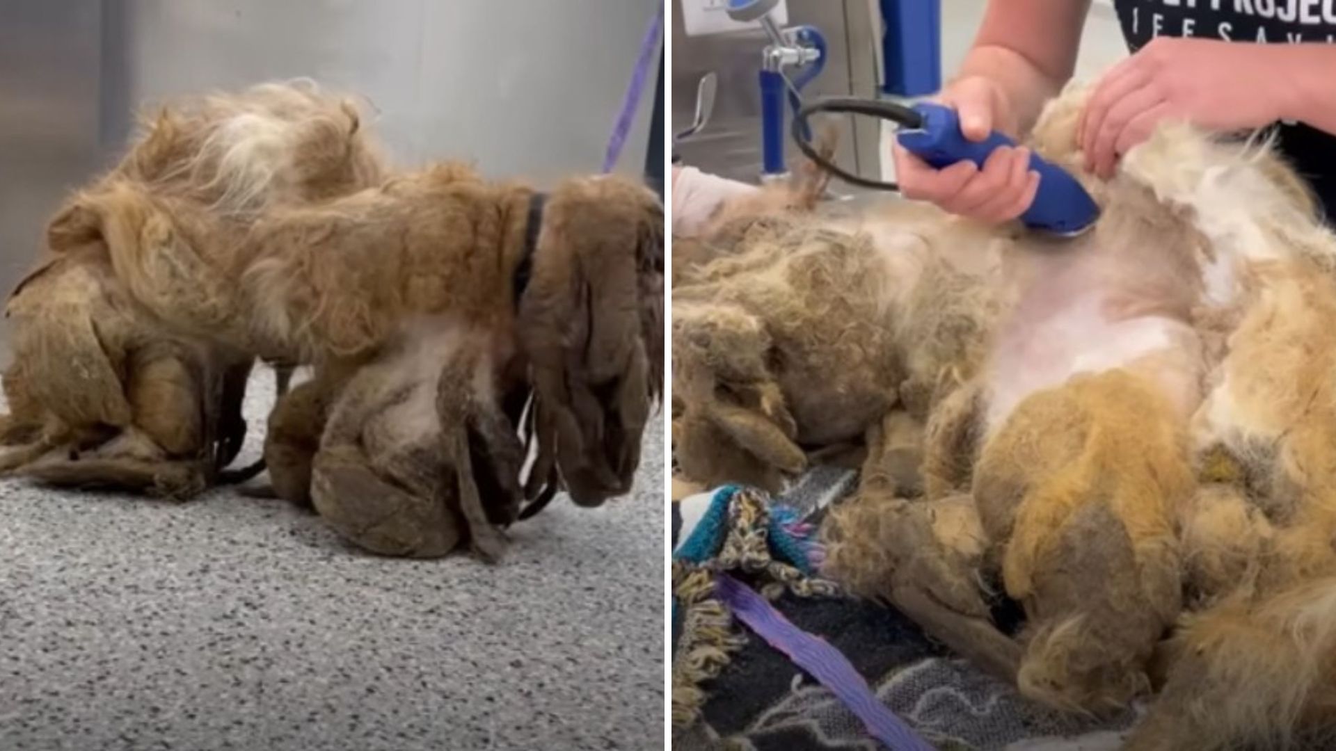 A woman is grooming a neglected dog