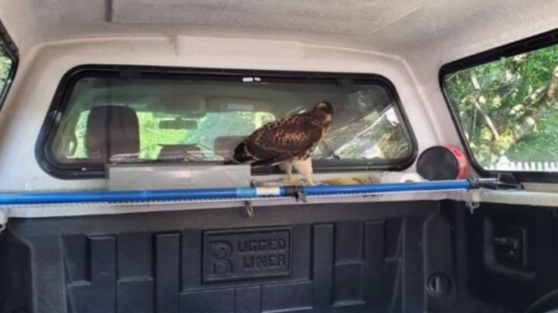 kayaker finds hawk in his truck